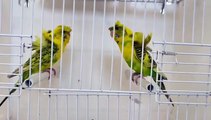 Beautiful Hogoromo budgies | Australian Parrots |talking Parrots | Hand tame