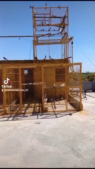 Pigeon  setup