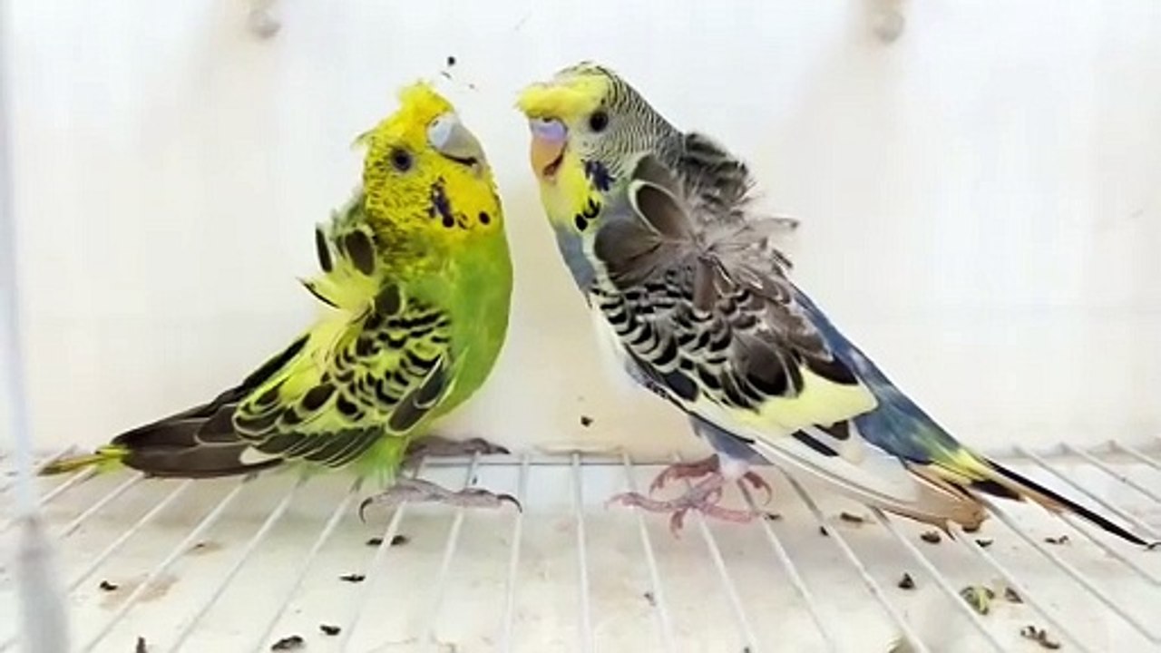 Hogoromo Budgies Parrots | Australian Parrots | Adult Pair of Parrots
