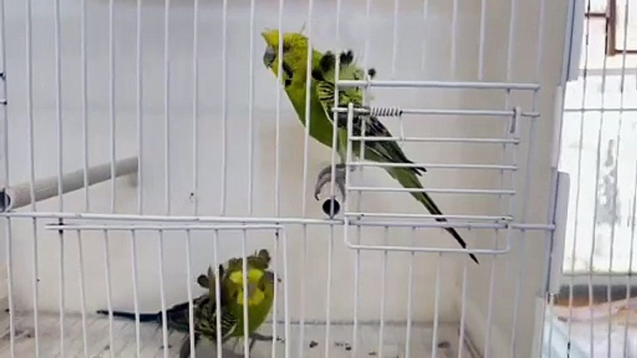 Hogoromo Budgies Parrot | Australian Parrot | Budgies Parrot |Green Parrot
