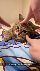 Part 3 | 2024 Funny Cat Behaviour 