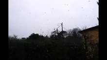 Sciame di storni a Firenze