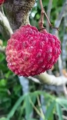 Beautiful nature life  __ amazingly delicious lychee fruit #nature #shorts
