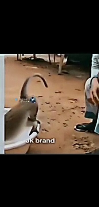 Funny video