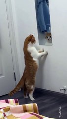 Hey It's me, The Good Cat