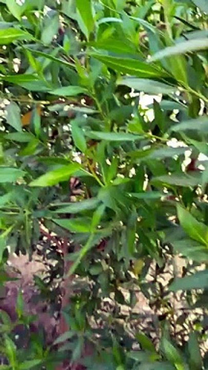 First crops