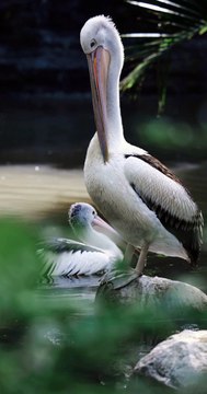 #birds #bird #nature #birdsofinstagram #wildlife #birdphotography #naturephotography #wildlifephotography #photography #birdwatching #birdlovers #animals #best #birding #of #ig