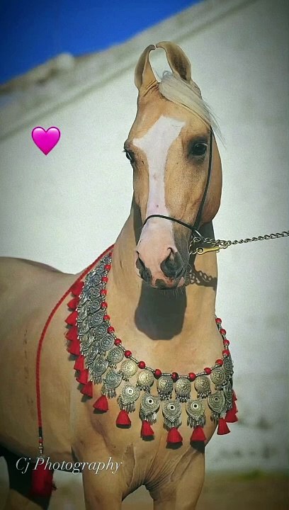 Pari_dey_bhene_❤️_#horescope_#horescope_#horescopeposts_#horeses_#horeslovers_#reels_#reelsinstagram_#instagram_#instalike_#trendingreels_#travelpho