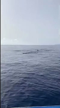 Capodogli nuotano nel mare del Cilento alla ricerca di cibo