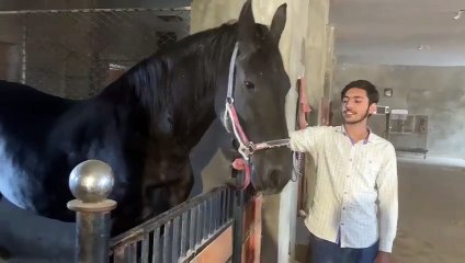 friesian