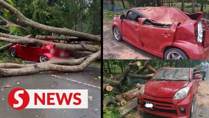 Fallen tree flattens car at popular jogging park in KK
