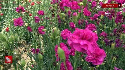 Isparta'da karanfil hasadı başladı