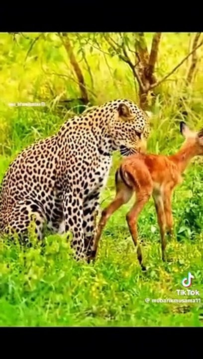 Animal