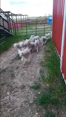 Ce chien de berger montre aux agneaux qui est la patron