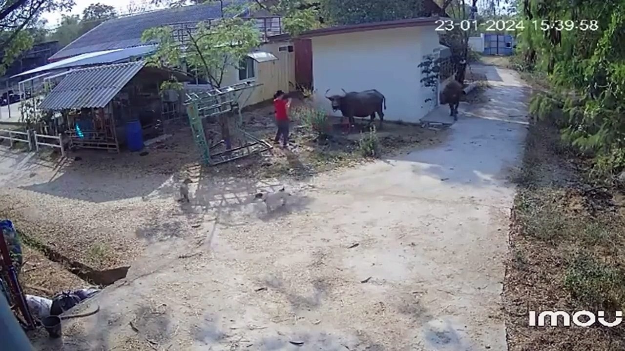 Ces vaches détestent les photographes