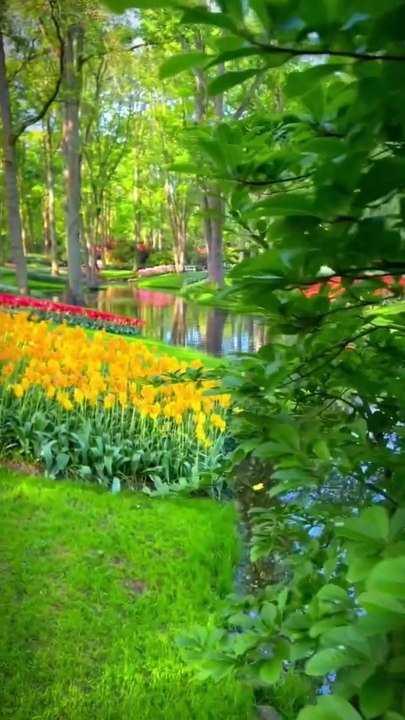 Saveco_7340691545693097259-hd
