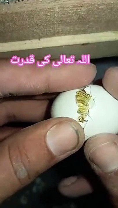 SURAH_AL_ZUMAR_#quran_#qurantranslation_#shorts_#youtube_#viralvideo_#shortvideo(360p)