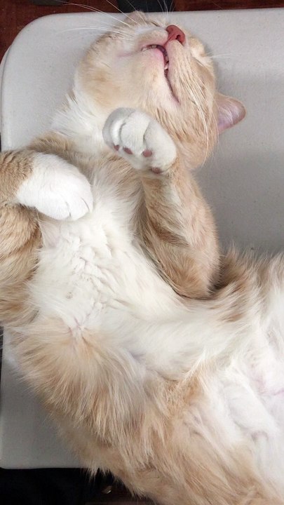Funnymomentsofcats