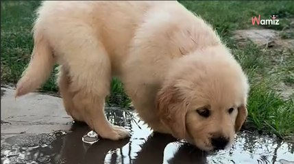 « Ce chiot est inutile » : elle prouve tout le contraire devant 137K personnes en larmes (vidéo)
