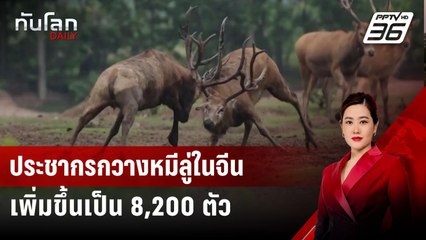 ประชากรกวางหมีลู่ในจีนเพิ่มขึ้นเป็น 8,200 ตัว | ทันโลก DAILY | 2 ก.ค. 67