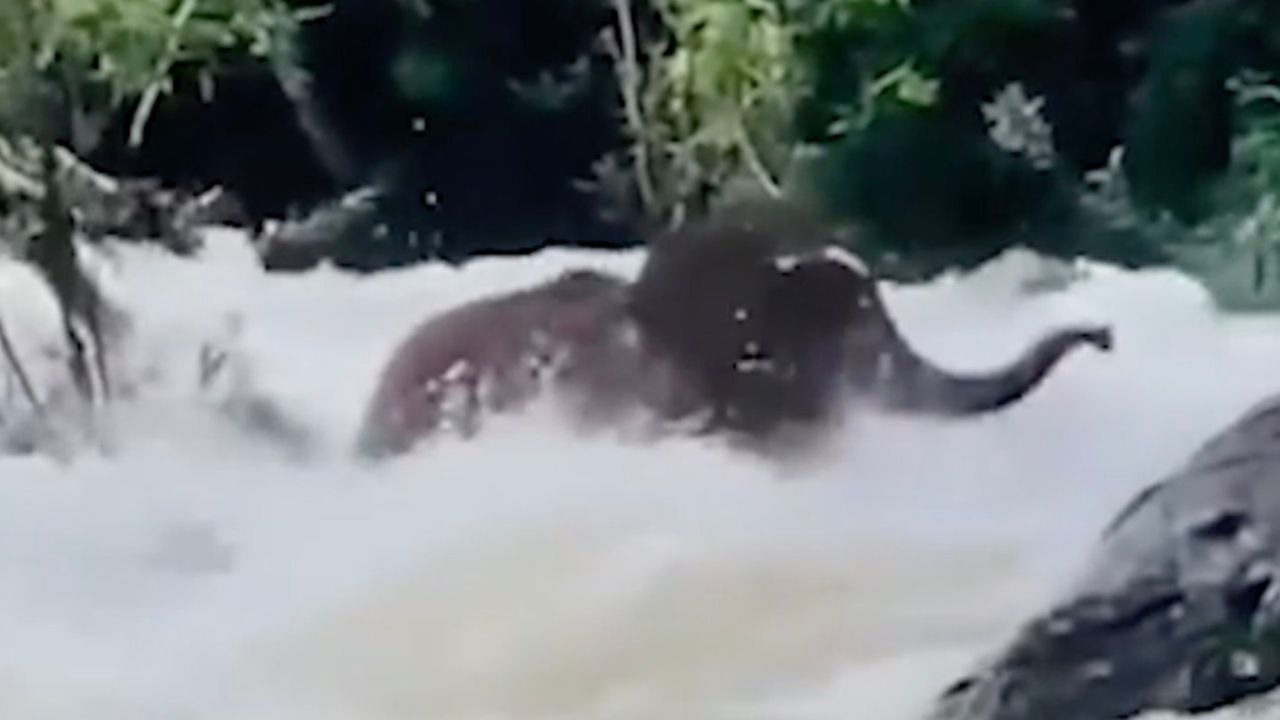 Schnell denkender elefant nutzt rüssel als schnorchel, um überschwemmten fluss zu überleben