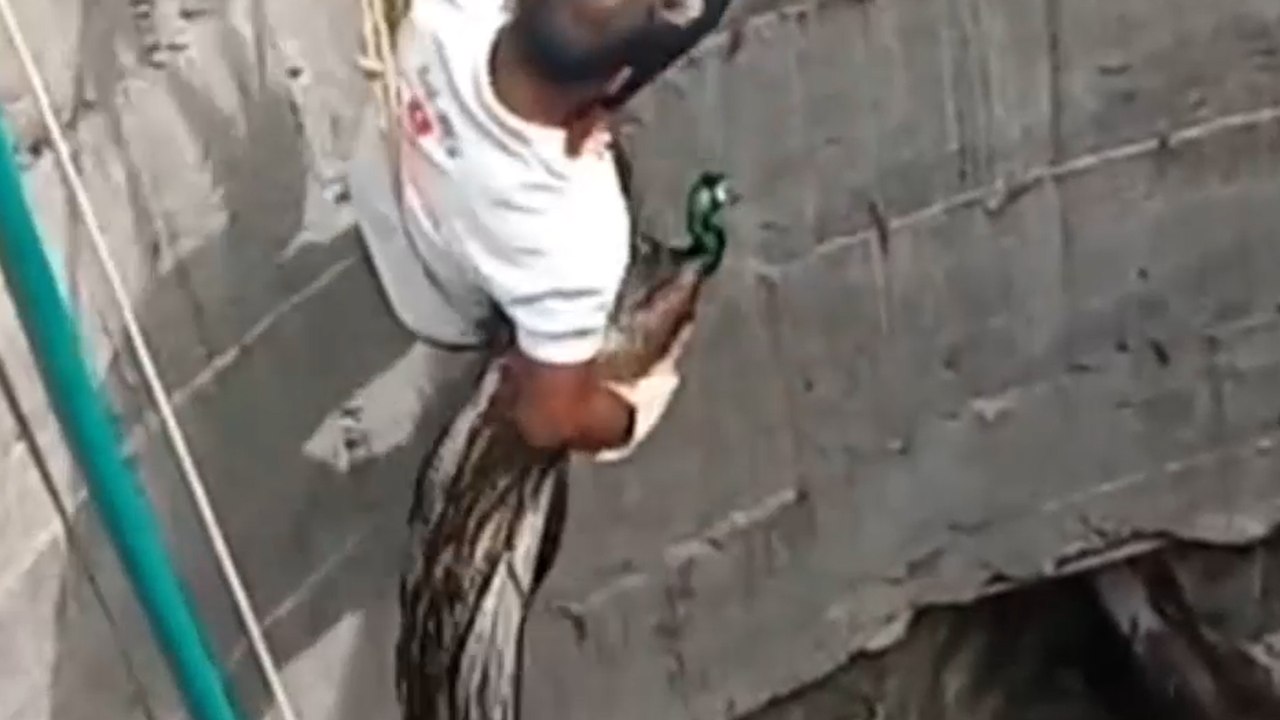 Pfau aus 15 Meter tiefem Brunnen gerettet, nachdem er 24 Stunden lang darin gefangen war