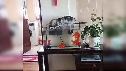 Baby_Cats_-_Cute_and_Funny_Cat_Videos_Compilation_#21___Aww_Animals(360p)