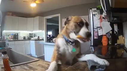 Dog Steals Food from Kitchen