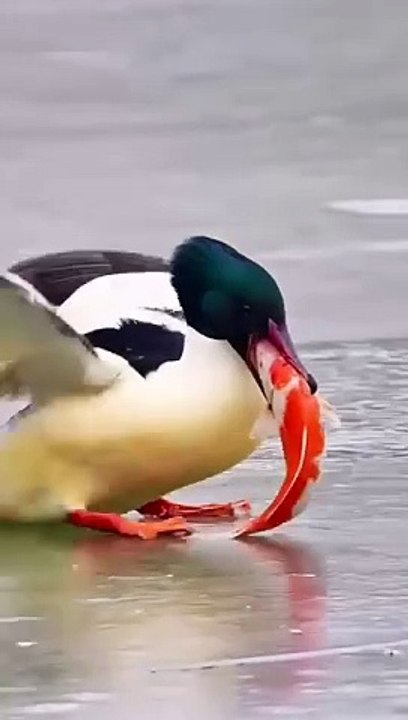 Pet Cats Beautiful Bird And Animal 4K HD Adorable Photography By Nature.