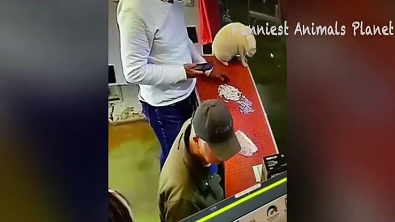 Animals most funniest video ever part 1