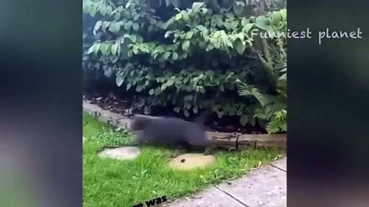 Animals most funniest video ever part 3