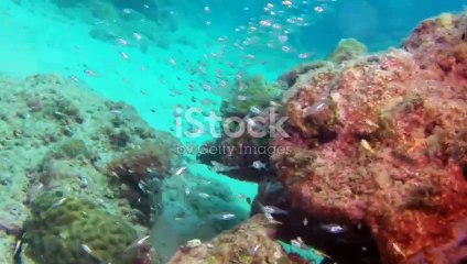 Andaman Adventure_ A Journey Through Paradise