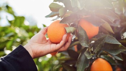 5 Alimentos Que No Sabías Que Tienen Colorantes