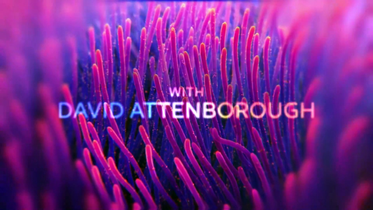 Die geheime Welt der Klänge mit David Attenborough Trailer OV