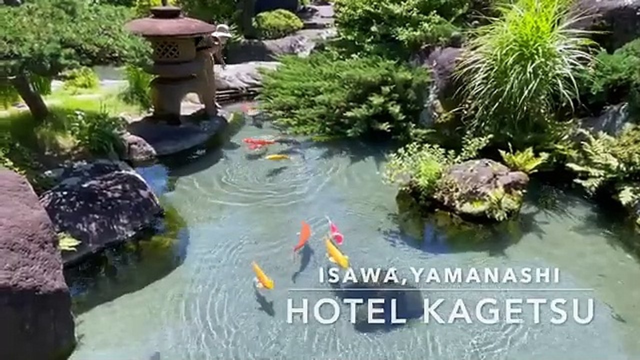 Japanese Koi Fish are swimming in garden pond | Awesome clear water
