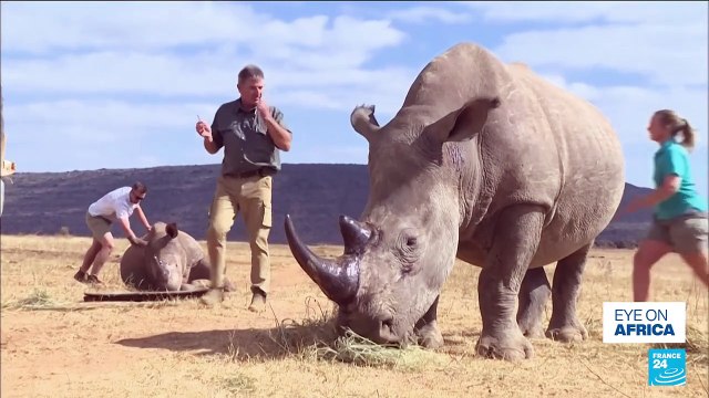 First radioactive rhino horns to curb poaching in South Africa