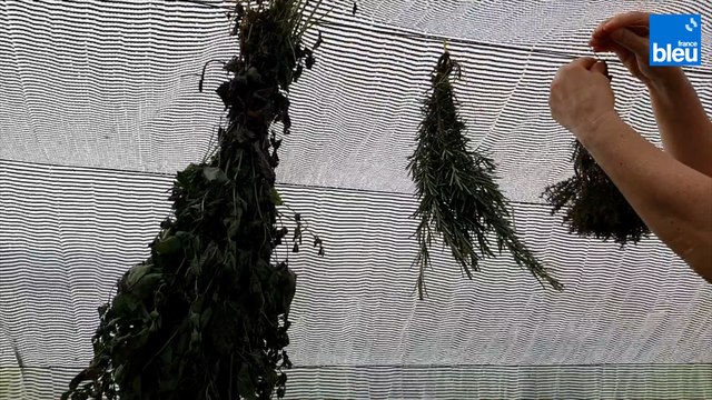 Roland Motte, jardinier : comment conserver vos plantes aromatiques ?