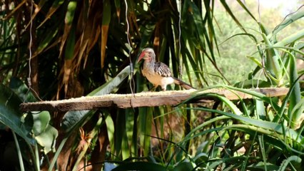 How A devious man sank to the whole village