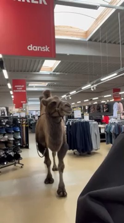 Donkey and camel go shopping