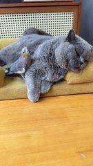 Cat and Parrot Funny Fight 
