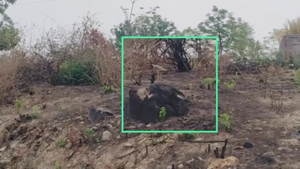 Titahari bird sound | titodi | टिटhariकी आवाज़