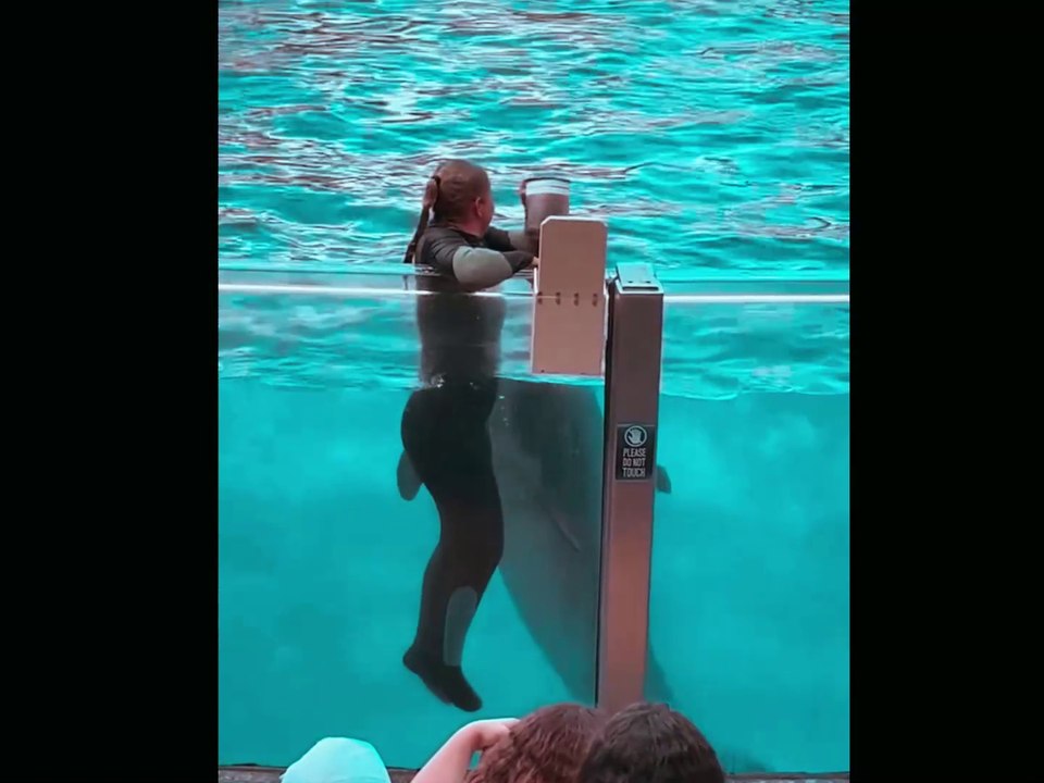 Amazing They Form Bonds And Relationships With Their Dolphins#dolphinshow#orca#seaworld#animals
