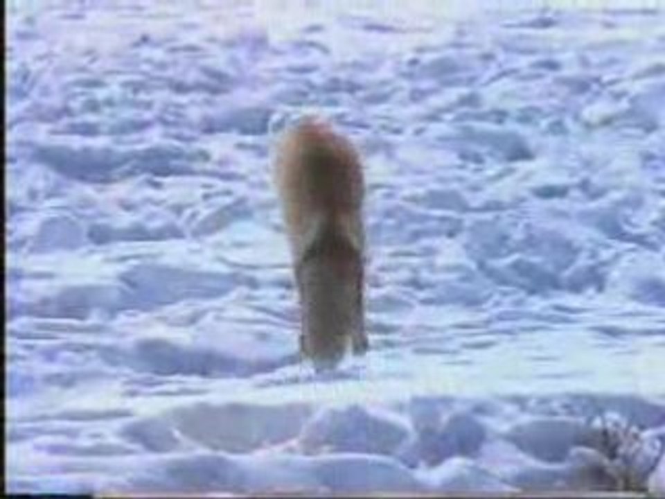Renard en hiver