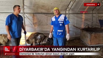 Yangından kurtarılıp Osmaniye’de tedaviye alınan koyun doğum yaptı