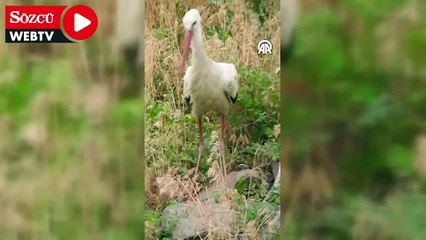 Leyleğin kurbağa avı kameraya yansıdı