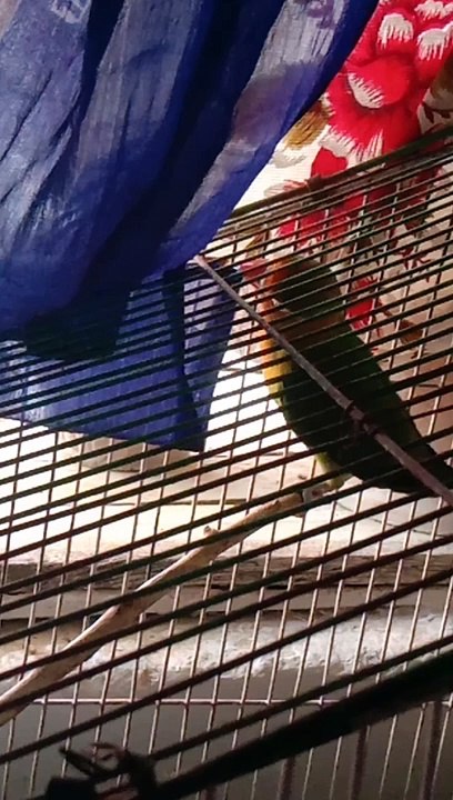 Green fisher play time