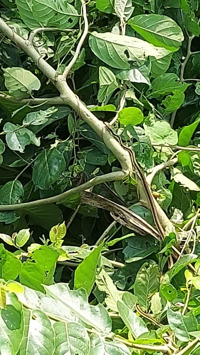 Snake on a tree | snake dance | saanp | साँप