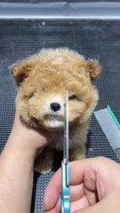 The puppy also needs a new haircut ~ It’s so cute #teddybear #champagne-coloredteddy #who doesn’t love such a little puppy #cutepetdailyrecord #it really looks like a little baby