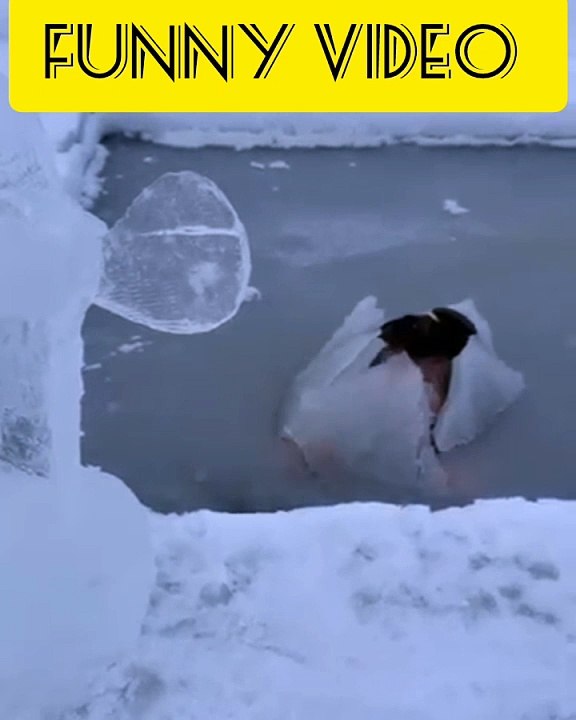 Funny video