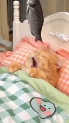 When cats start to make up...... #exlittlebeans #funnycats  #funnyvideo